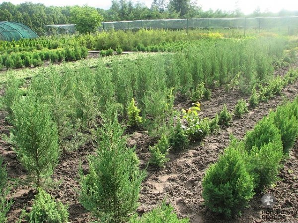 Волинські депутати проінспектували мисливські угіддя області. ФОТО