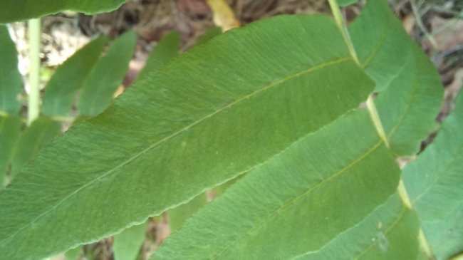 У національному парку на Волині знайшли унікальну рідкісну рослину. ФОТО