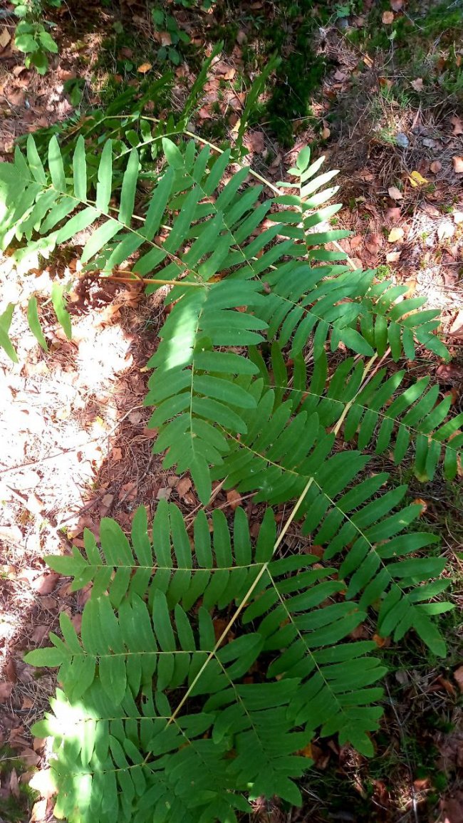 У національному парку на Волині знайшли унікальну рідкісну рослину. ФОТО