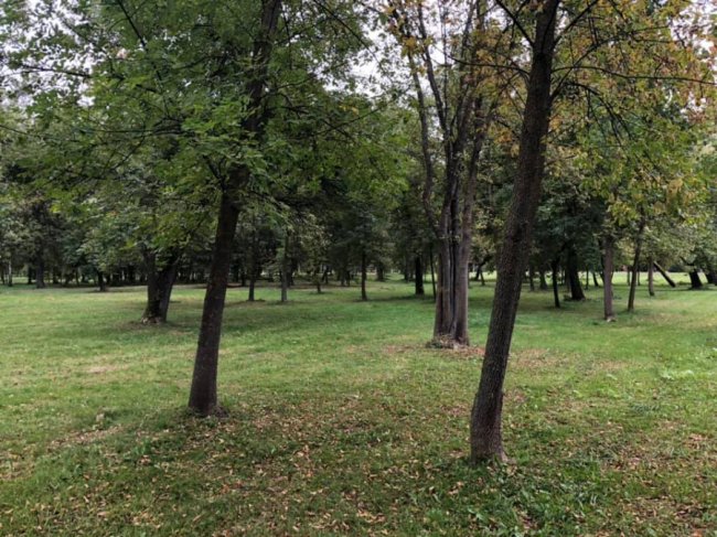 Луцький парк очищають від зарослів. ФОТО