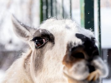 У Луцькому зоопарку – акція до Дня закоханих