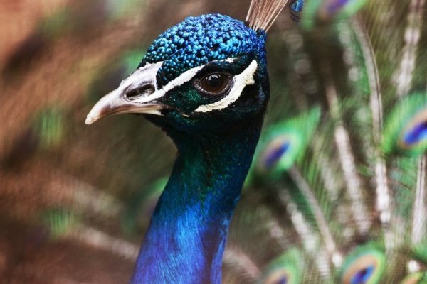 Фотовиставка Ані Мурзіної