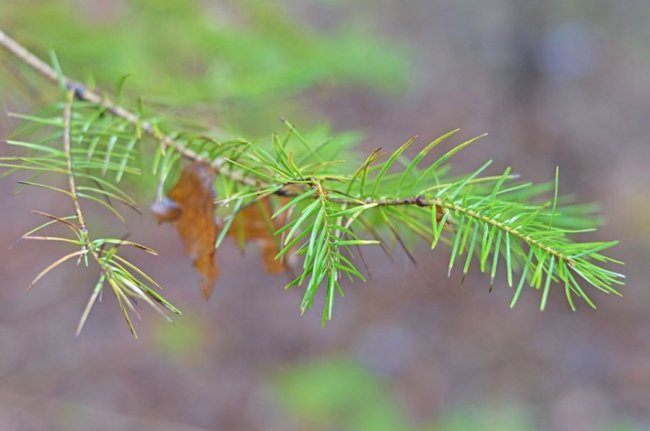 У волинському лісі ростуть дерева-екзоти 