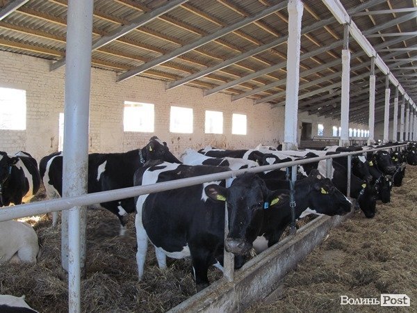 Де на Волині виробляють молоко для європейців. ФОТО