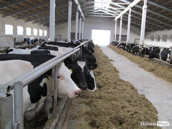 Де на Волині виробляють молоко для європейців. ФОТО