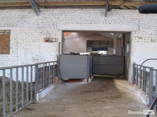 Де на Волині виробляють молоко для європейців. ФОТО