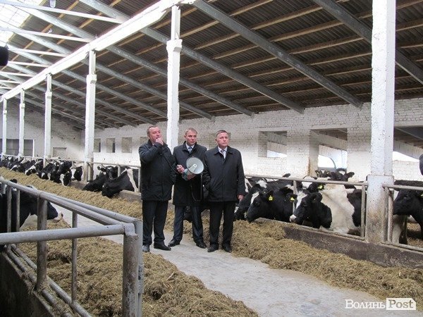 Де на Волині виробляють молоко для європейців. ФОТО