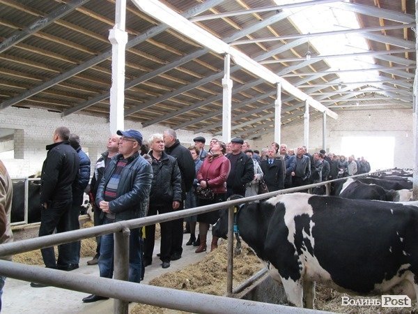 Де на Волині виробляють молоко для європейців. ФОТО