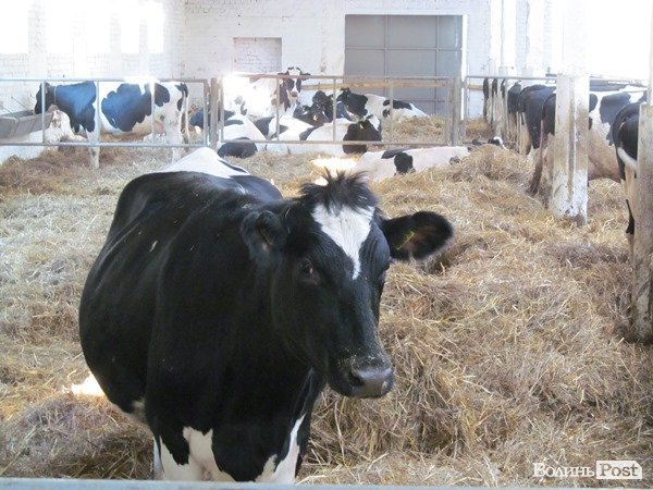 Де на Волині виробляють молоко для європейців. ФОТО