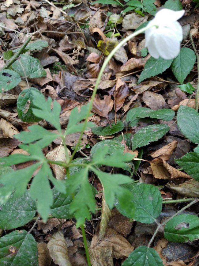 В останні дні осені: на Волині у лісі вдруге вродили чорниці. ФОТО