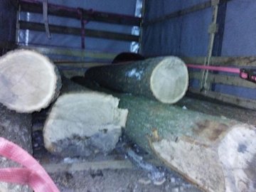 На Волині у вантажівці, яку зупинили через неосвітлений номерний знак, знайшли дуб без документів