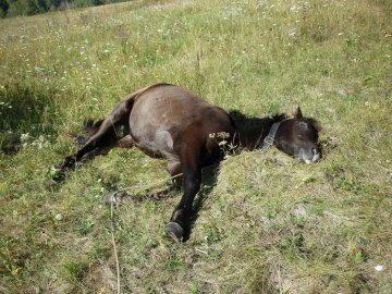 На Волині коня на смерть переїхало авто: власника тварини судили