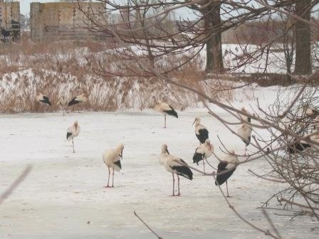 Лелек під Ковелем підгодували рибою. ФОТО