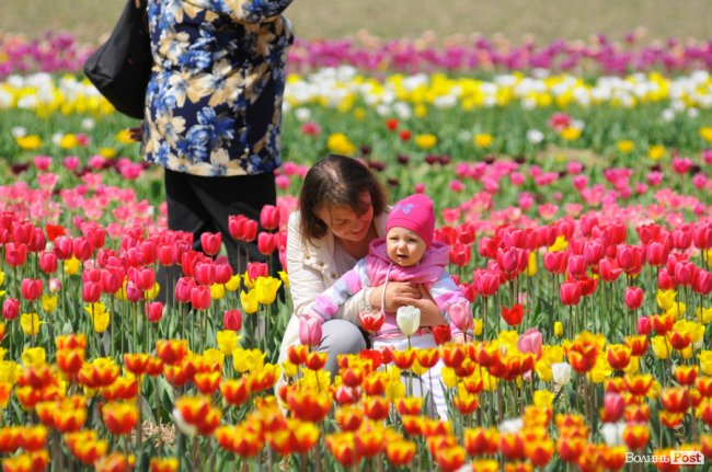 Мільйони тюльпанів і сотні гостей: день поля у «Волинській Голландії». ФОТО