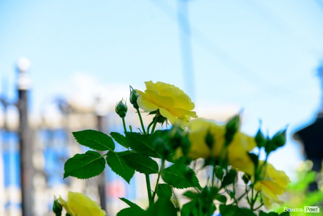 Літні пахощі: головний собор Луцька тоне в трояндах. ФОТОРЕПОРТАЖ