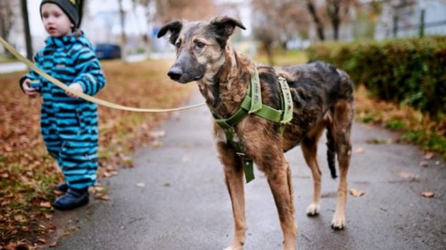 Белла у листопаді 2018