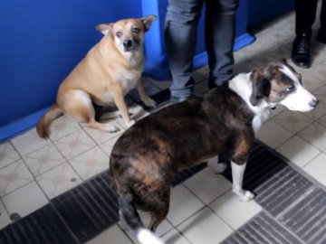 У кімнаті живуть 12 собак та 10 котів: мешканці Нововолинська потерпають від горе-сусідки. ВІДЕО