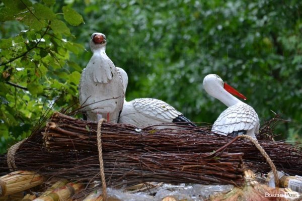 У Луцьку  - квіткова виставка до Дня Незалежності. ФОТО