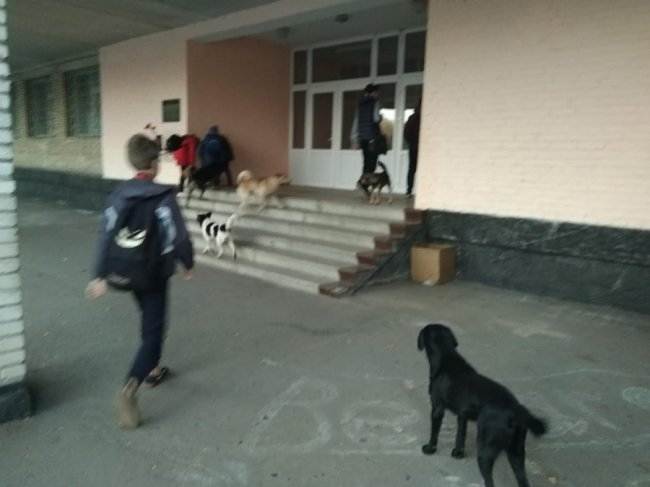 У Ковелі зграя собак «тероризує» учнів біля школи