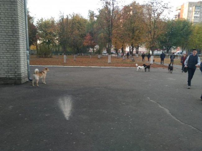 У Ковелі зграя собак «тероризує» учнів біля школи