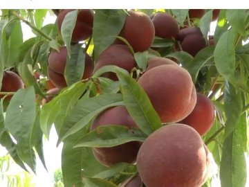 На Волині фермери успішно виростили цілу плантацію персиків. ВІДЕО