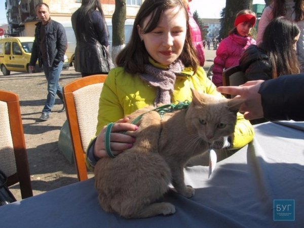 У Володимирі “Весняний  муркотун” зібрав гостей. ФОТО