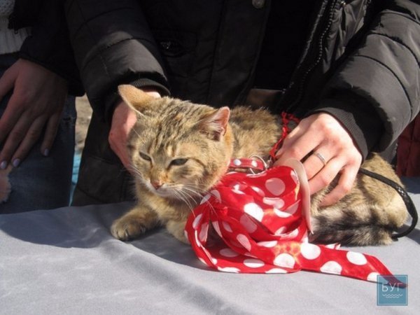 У Володимирі “Весняний  муркотун” зібрав гостей. ФОТО