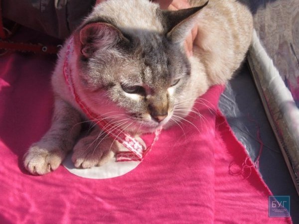 У Володимирі “Весняний  муркотун” зібрав гостей. ФОТО