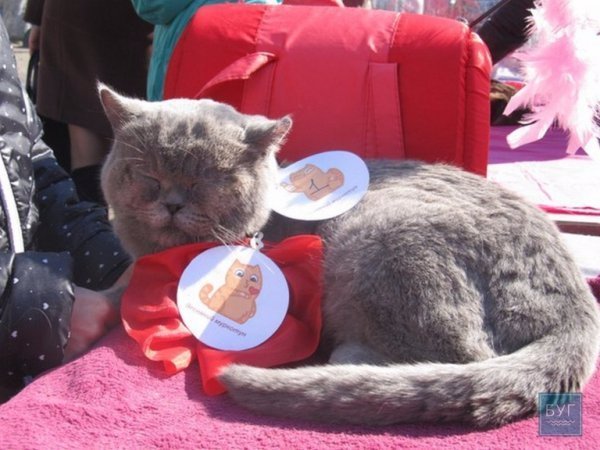 У Володимирі “Весняний  муркотун” зібрав гостей. ФОТО