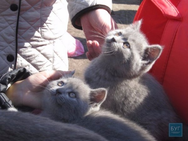 У Володимирі “Весняний  муркотун” зібрав гостей. ФОТО