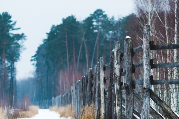 Як у казці: неймовірні фото «Цуманської пущі»