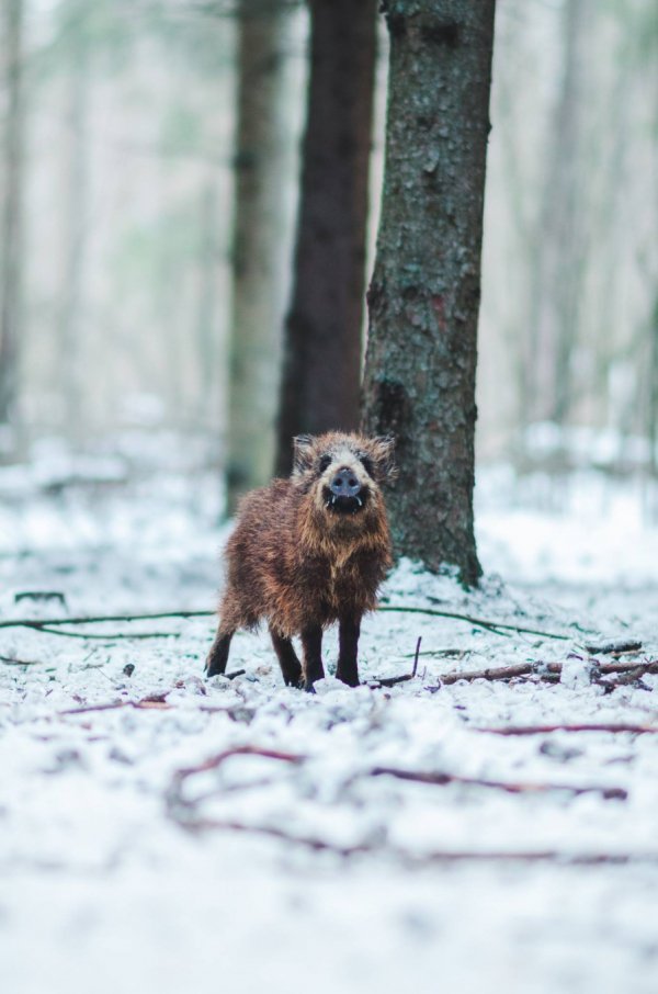 Як у казці: неймовірні фото «Цуманської пущі»