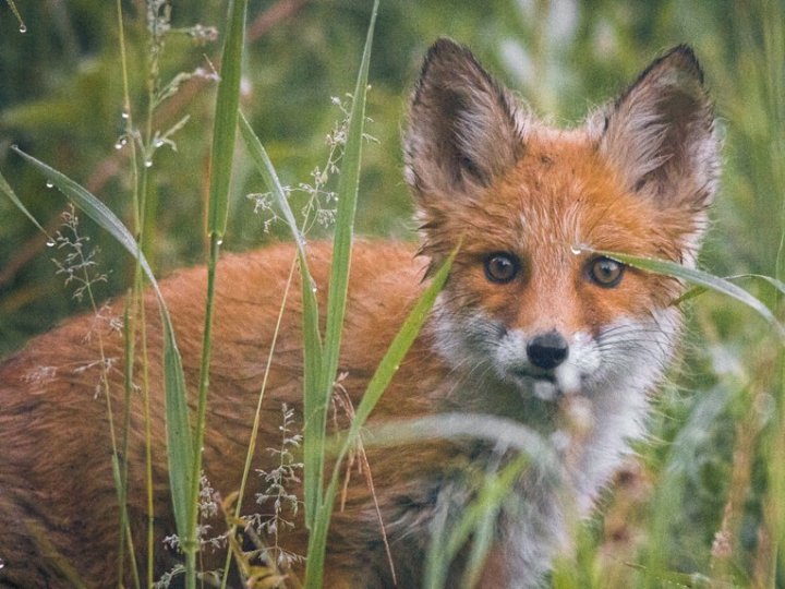 На Волині скажені тварини напали на дорослого і дитину