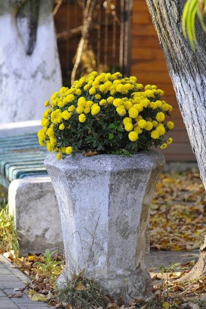 Опублікували неймовірні фото осінніх квітів у луцькому звіринці