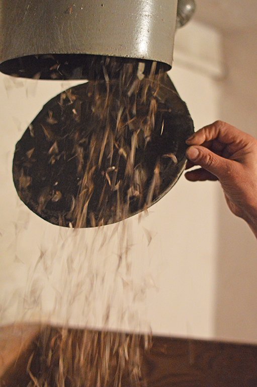 Із однієї шишки – 5 сосен: як на Волині заготовляють майбутній ліс 