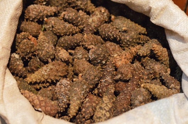 Із однієї шишки – 5 сосен: як на Волині заготовляють майбутній ліс 