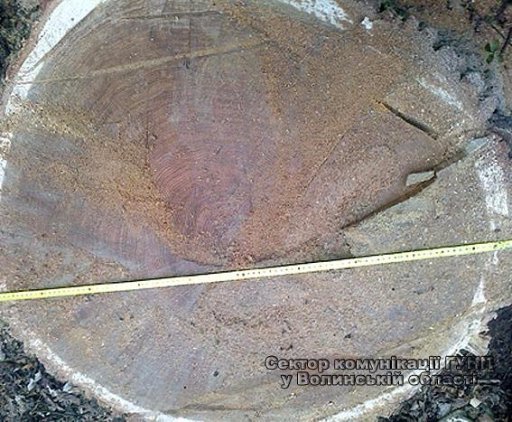 На Волині рівнянина затримали на крадіжці лісу. ФОТО