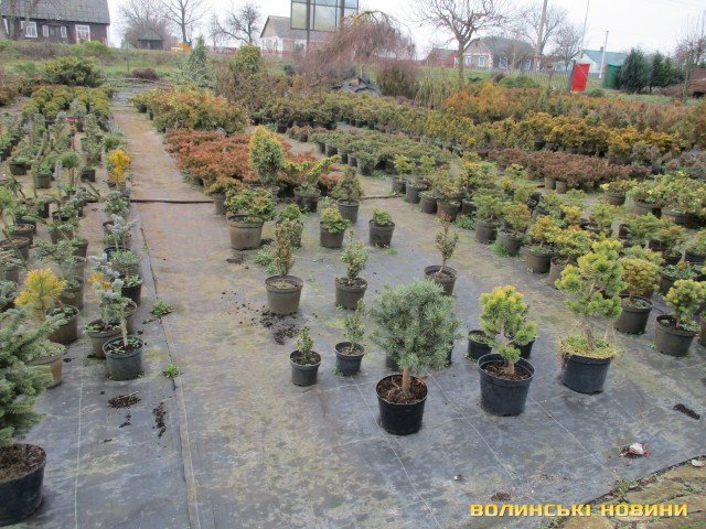 Родина  іноземців  заснувала на Волині успішний бізнес на овочах