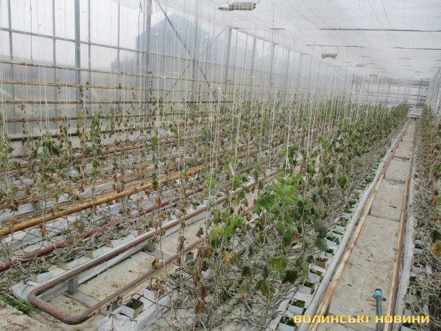 Родина  іноземців  заснувала на Волині успішний бізнес на овочах