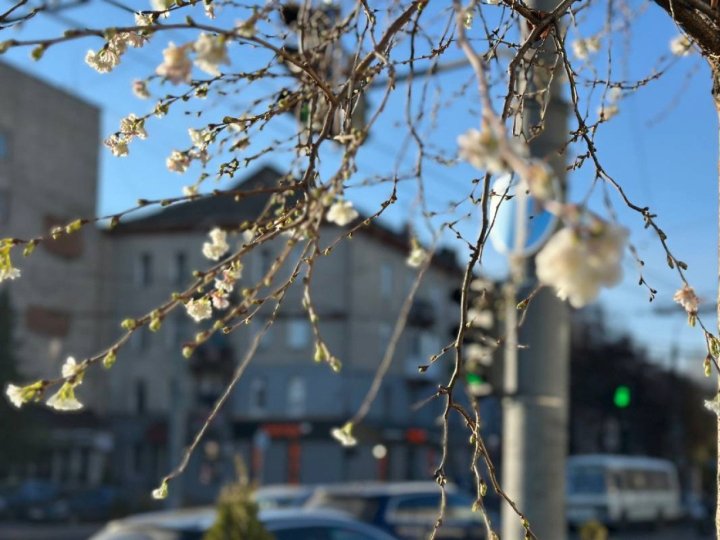 У Луцьку на Ковельській зацвіли сакури