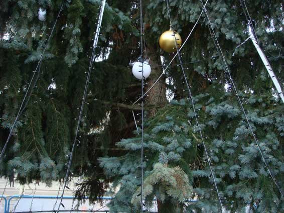 Варварство нечуване: у Ковелі з головної ялинки викрали ілюмінацію