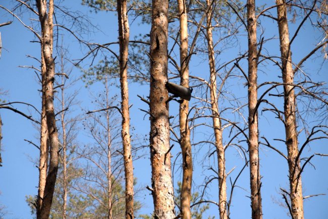З’явилися фото, як волинські сапери розміновують Донеччину