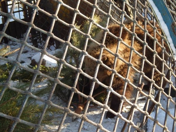 Зима в Луцькому зоопарку. ФОТО