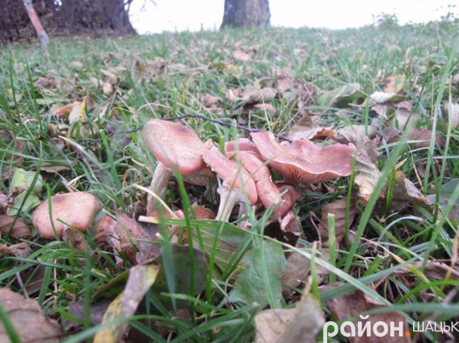 Безлюддя і човни з водою: волинське озеро восени. ФОТО