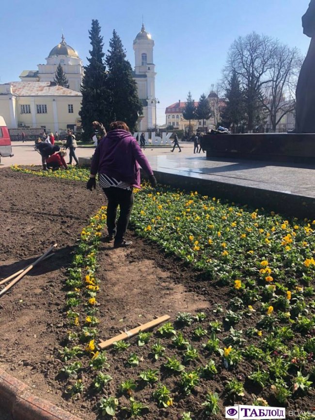У центрі Луцька почали висаджувати квіти. ФОТО