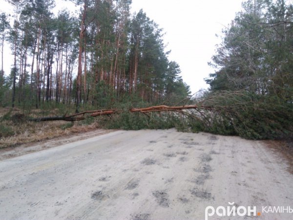 На Волині буревій звалив дерево