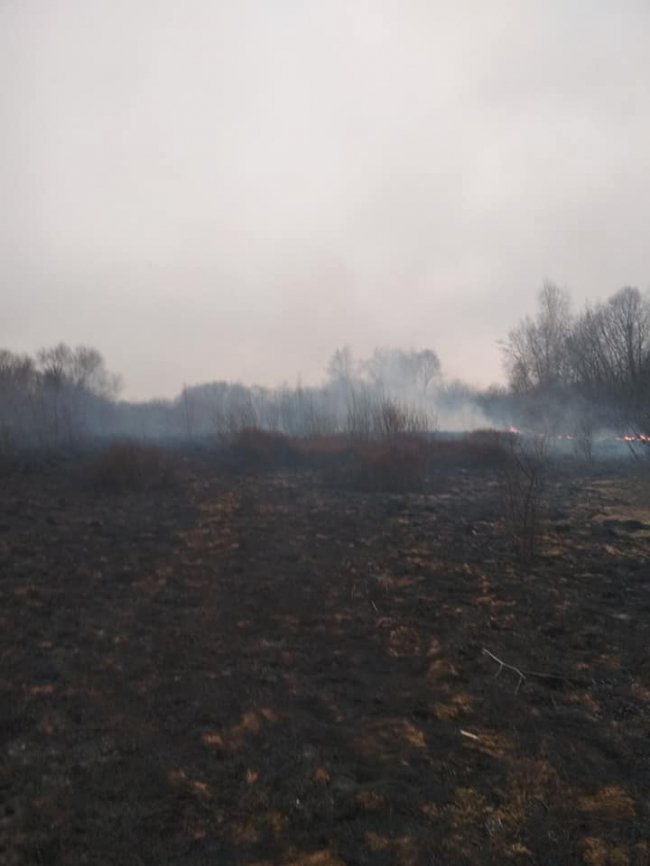 За кілька десятків метрів: на Волині відчайдухи приборкали пожежу, яка вже підбиралася до села. ФОТО