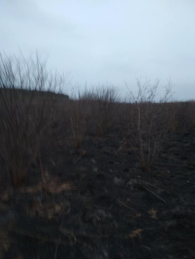 За кілька десятків метрів: на Волині відчайдухи приборкали пожежу, яка вже підбиралася до села. ФОТО