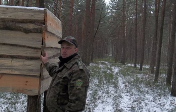 На Волині в лісгоспі встановили відеокамери:  що цікавого дізнались 