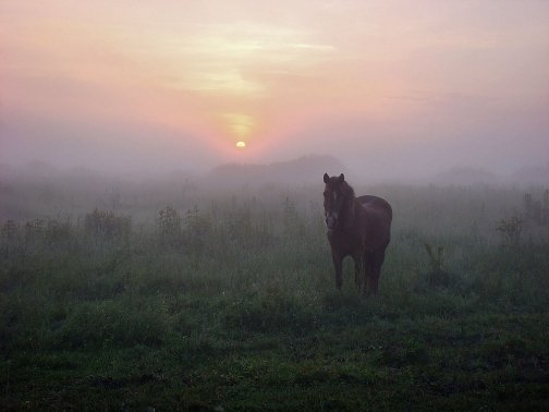 На пасовищі